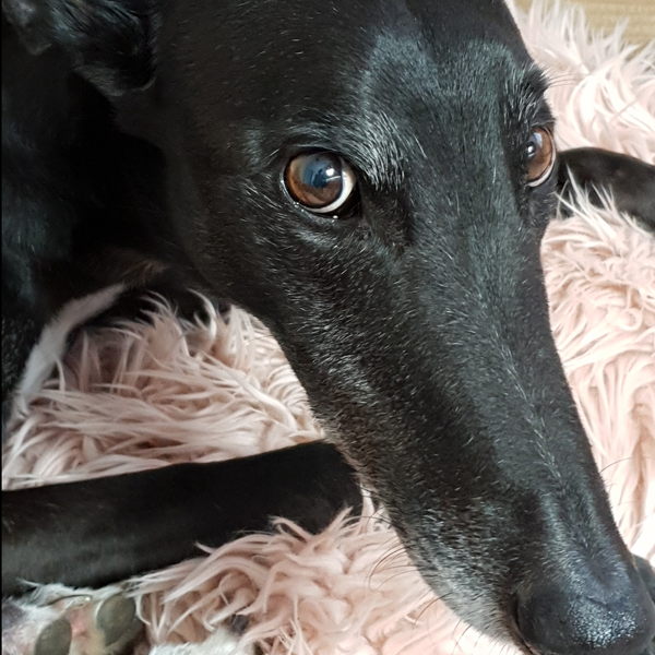 3 Myths About Greyhounds As Pets